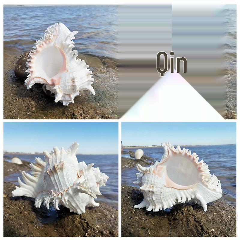 Large Conch Seashell Ornament for Wall Decor, Aquarium Aquascaping, and Sea Sound Collection