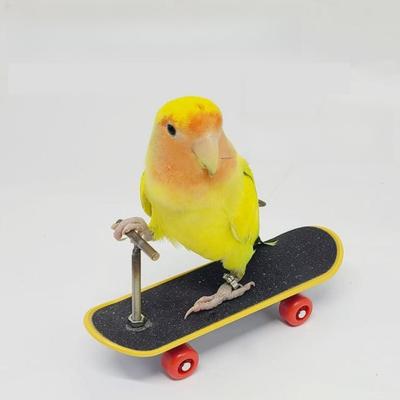 Parrot Intellectual Toy Training Props Parrot Peony Scooter Upgraded Alloy Bracket Professional Finger Skateboard