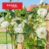 KADAX Floral Support Plant Flower Clip 80 Cm