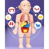 Kreatives Kinder Menschliches Organ Puzzle MINT-Lernset