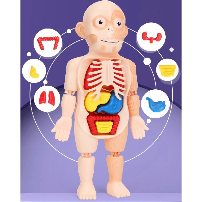 Kreatives Kinder Menschliches Organ Puzzle MINT-Lernset
