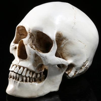 Ľudský model Halloween hlava 1 kostra Živica Lebky v životnej veľkosti Dekor Realistické remeslá Dekorácie Pohyblivé halloweenske dekorácie