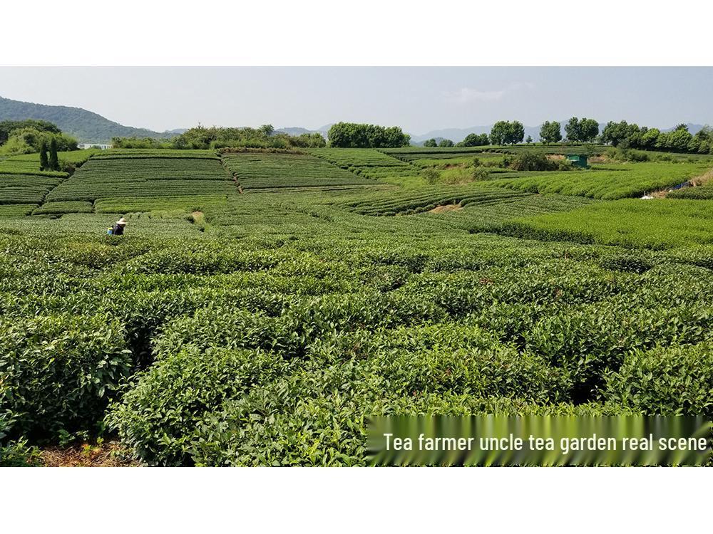 Uncle Phoenix Mao Feng White Tea - Pre-Rain First Grade 2025 Spring Green Tea