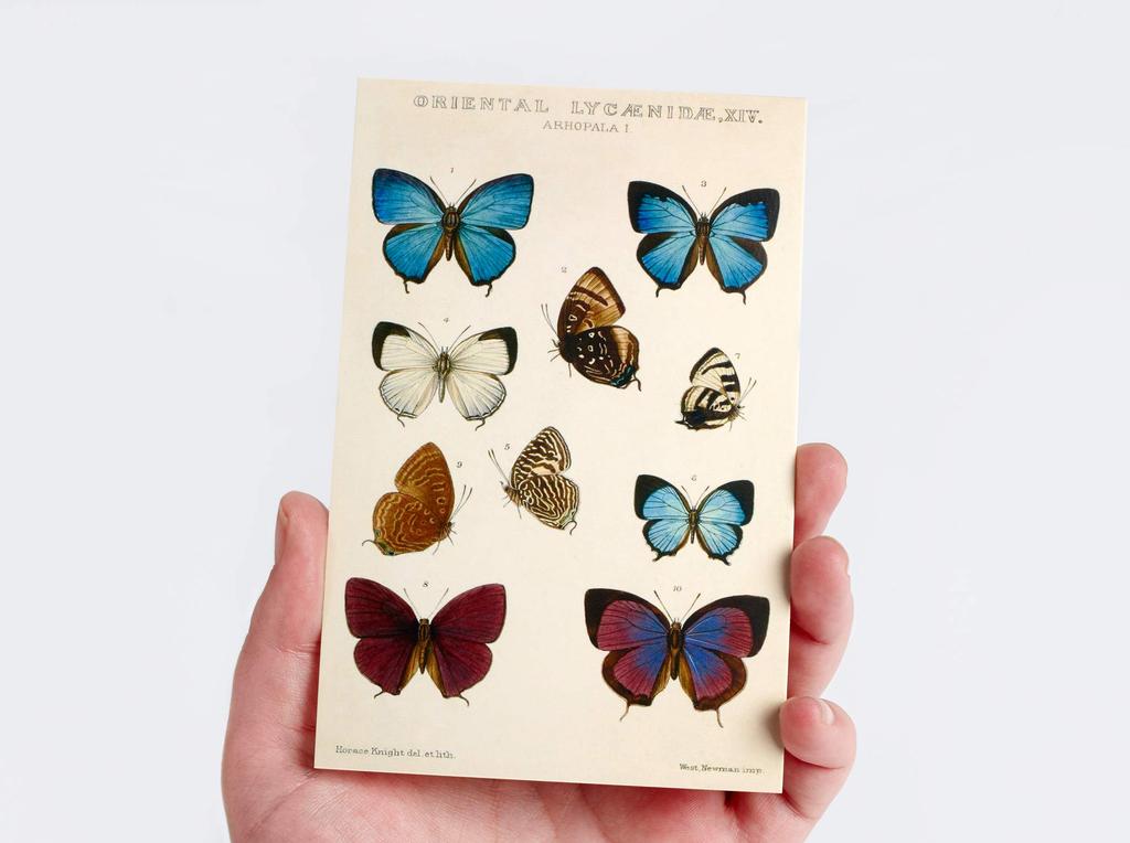 Wintertime Crafts Vintage Collection Postcard Pack of 30 Retro Style Nature and Ephemera Set Botanical, Postcards.