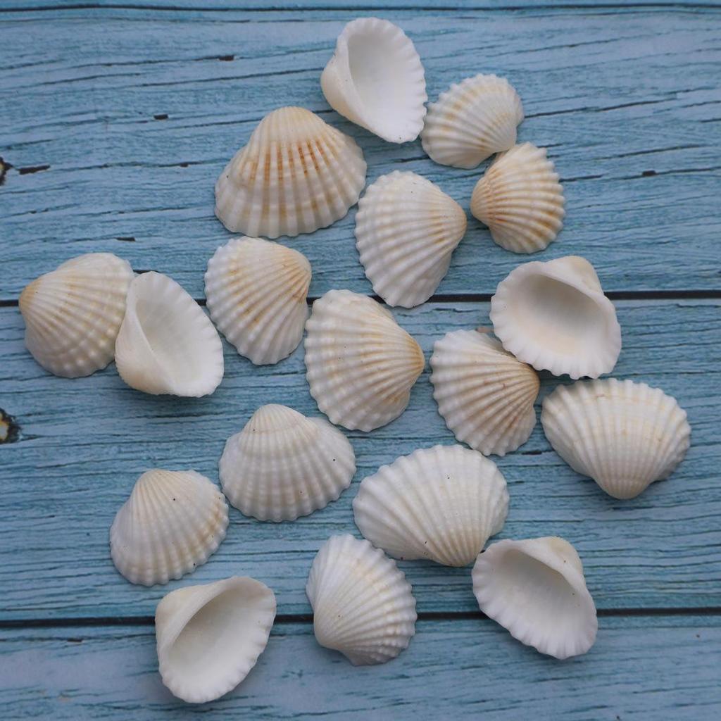 Handmade Seashell & Starfish DIY Photo Frame and Fish Tank Decoration