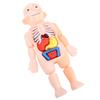 Human Body Structure Model Detachable Torso Organ Assembly Toy Anatomical Physiology Model for Education Science Learning