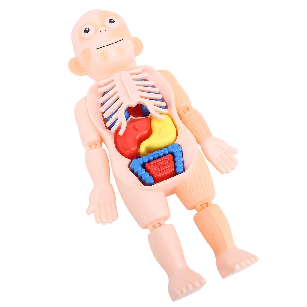 Human Body Structure Model Detachable Torso Organ Assembly Toy Anatomical Physiology Model for Education Science Learning