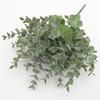 Eucalyptus Plant Globulus Foliage For Home Enhancement Photography Prop