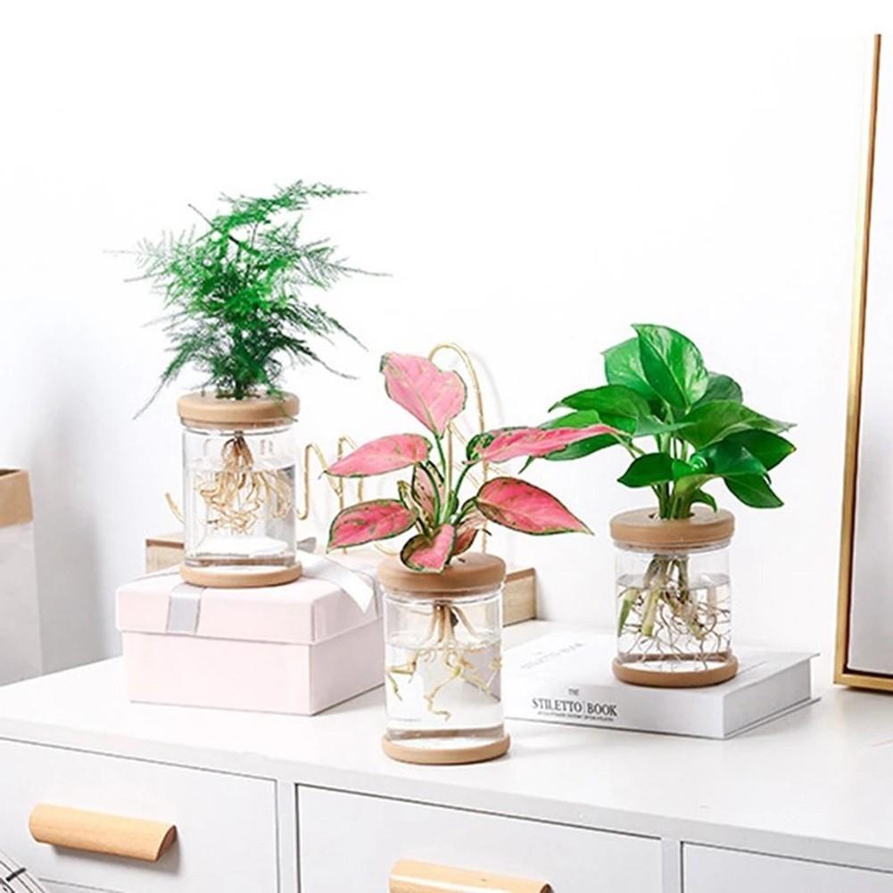 Breathable Clear Plant Container for Small Indoor Gardens and Decor