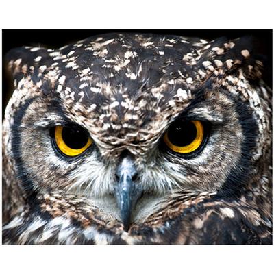 Pittura diamante completo 5D fai da te Grazioso gufo animale Ricamo Punto croce Decorazioni per la casa Regalo fatto a mano