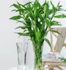 Thickened Transparent Glass Vase for Hydroponic Bamboo & Dry Flower Arrangement