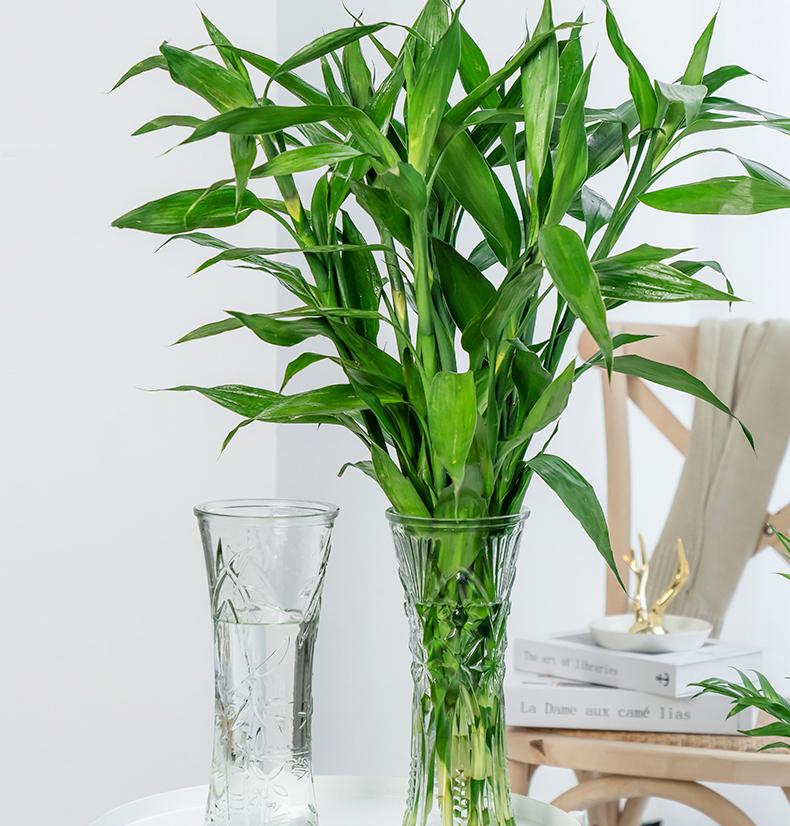 Thickened Transparent Glass Vase for Hydroponic Bamboo & Dry Flower Arrangement