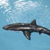Funny RC Shark Toy Remote Control Animal Bath Tub Pool Electric Toys for Kids Boys Children Cool Stuff Sharks Submarine