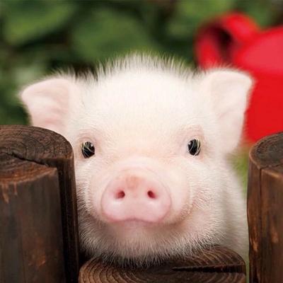 Diamant-Stickerei, süßes Schweinchen, 5D-Diamant-Malerei, Diamant-Mosaik-Bilder