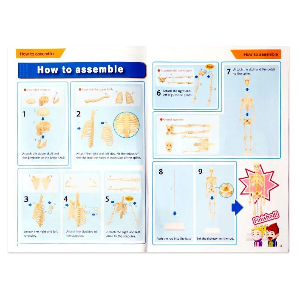 Skeletal Joints Of Human Organ Model DIY Human Body Model Teaching Bone Model  Teaching Tools
