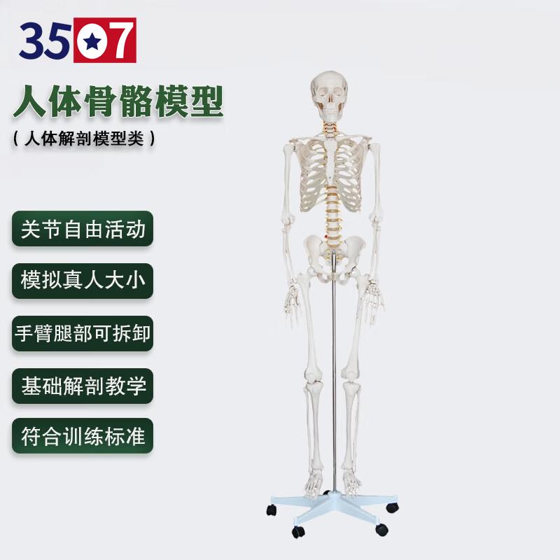 170CM Articulated Human Skeleton Model