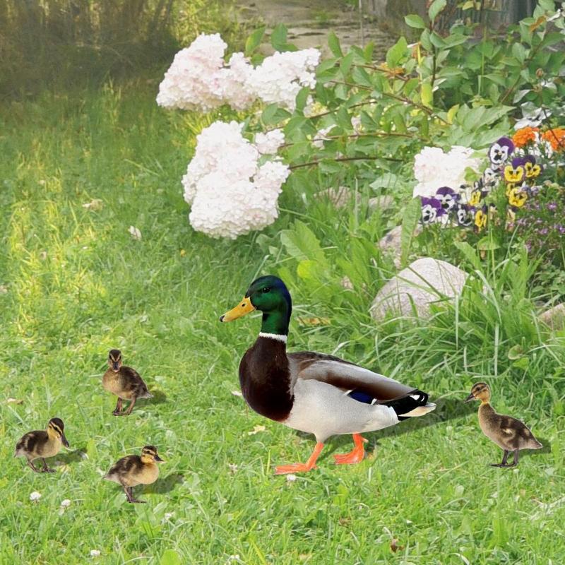 5 Pack Ducks Yard Signs with Stakes Acrylic Mirror Decorations for Outdoor Yard Lawn Garden Decoration Yard Art