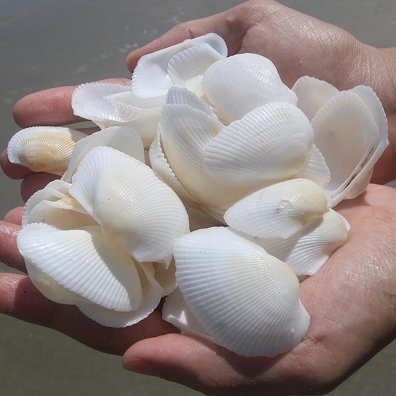 Handmade Natural Seashell Conch & Starfish Frame for DIY Fish Tank or Landscaping