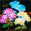Solar Garden Lights - 3 Pack Upgraded Version Outdoor Lights, Colorful Hydrangea Flower Light for Yard Decor, Garden Decoration, Two Lightning Modes