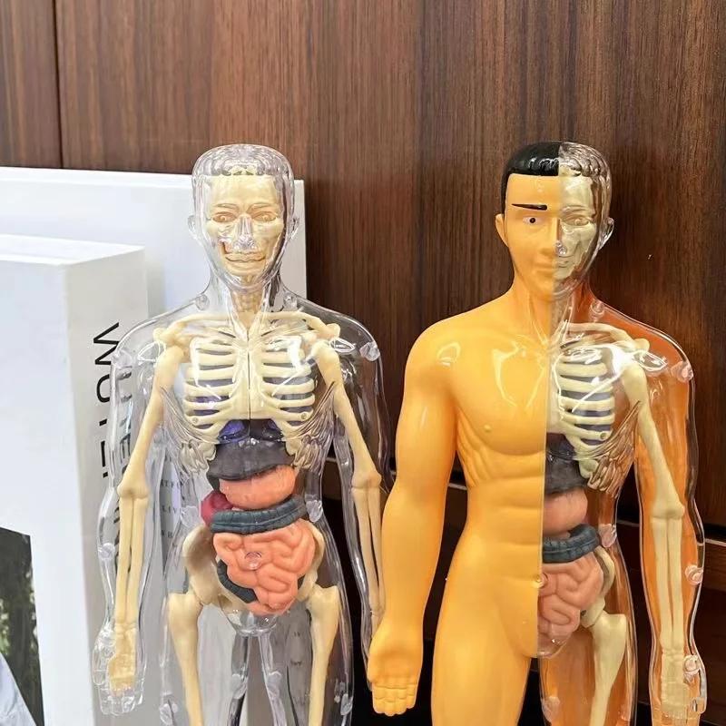 Children's Human Skeleton Organ Model Toys Science Education Cognitive Assembly Skeleton Structure Puzzle Assembly Toys for Kids