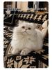 Nordic Minimalist Chenille Sofa Blanket - Anti-Scratch, Four Seasons Universal Cover