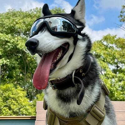 Pet Sunglasses Dog Goggles with Adjustable Elastic Strap Anti-fog Waterproof UV-Protection