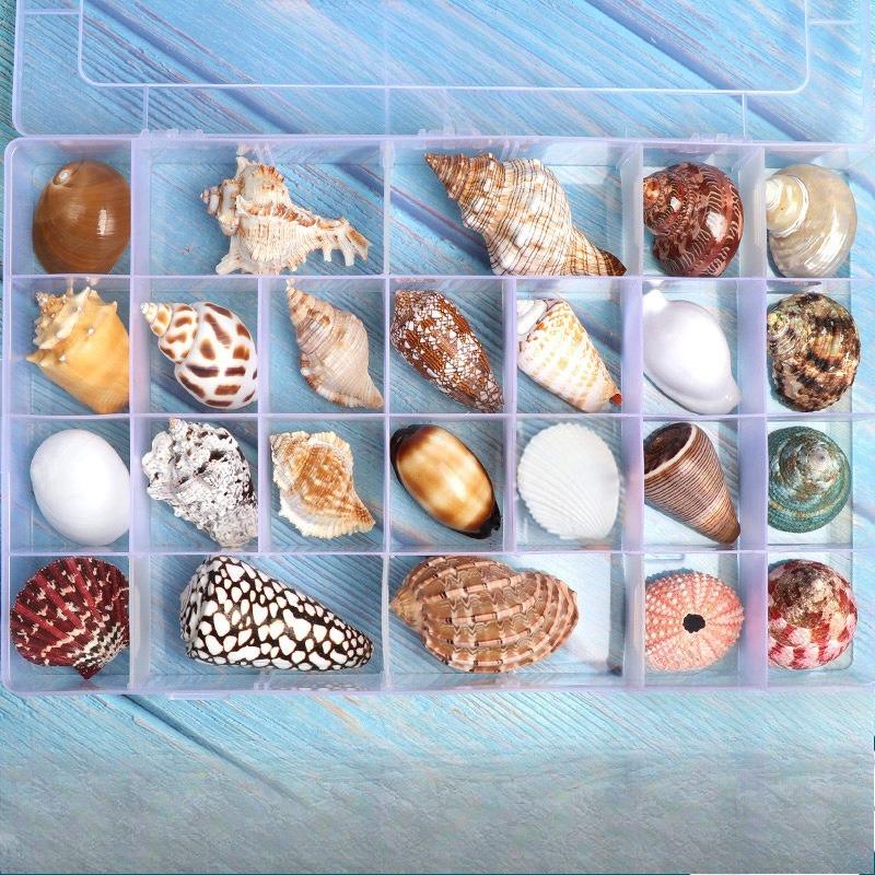 Shell Conch, Popular Science Materials, Specimens, Snail Storage Set, Gift Box, Kindergarten Marine Life Collection
