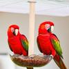 1 PC Bird Cage Feeding Cups Top Hanging Parrot Feeder Round Flower-shaped Bird Feeder Bowl for Pet Birds Parrot Cage Accessories