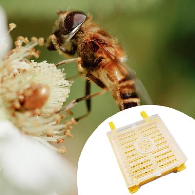 Hmyz – Včelařství