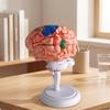 31dílný model lidského mozku | Barevně odlišené zvýrazněné oblasti, PVC konstrukce, 3D neuronální model,