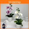 Orchid Realistic Butterfly  Green Plants Potted For Decorations Indoor