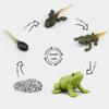 Life Cycle Children Toys Life Cycle Figurine Simulation Plant Model Animal Growth Cycle Model