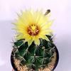 Indoor Flowering Cactus Succulent for Desk or Balcony