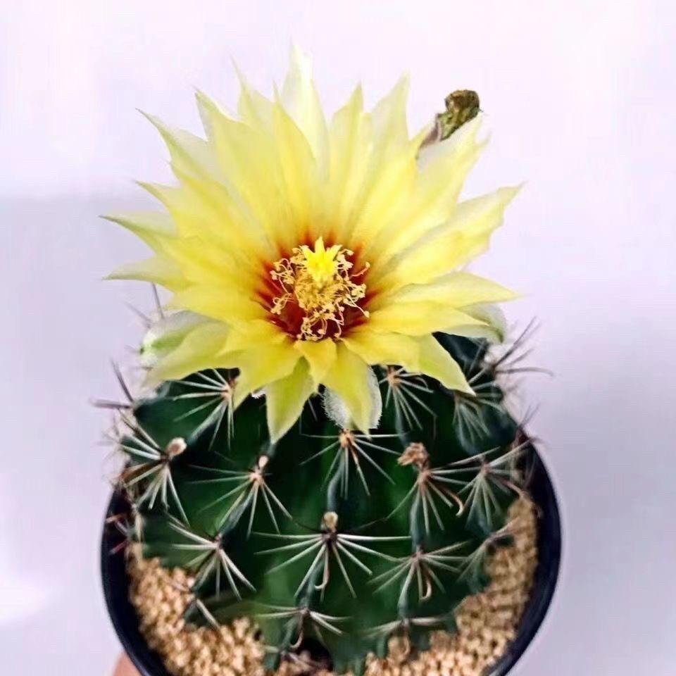 Indoor Flowering Cactus Succulent for Desk or Balcony