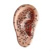 A Atrial Acupoint Model of The Human Ear Teaching for Nursing Care