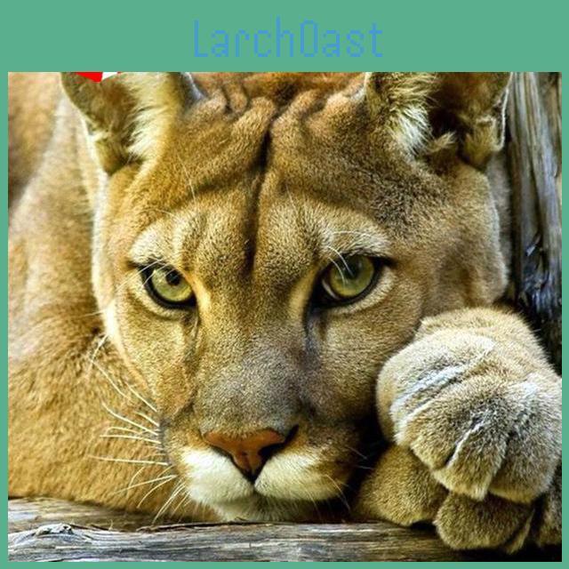 5d Lion Diy Mosaic Diamond Tiger Handmade Diamond Painting Cross Stitch Kits Diamond Embroidery