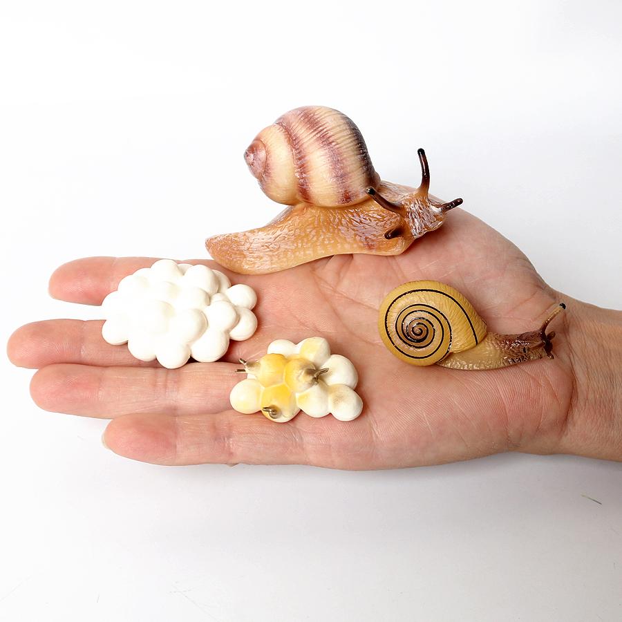 Realistic Life Cycle Of A Snail Model Figure Snail Figurine Party Favors Supplies Cake Toppers Desktop Decoration Collection Toy