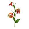 Artificial Gloriosa Lifelike Lily Stem Faux for Floral Arrangements