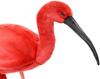 BH8135 HANSA Scarlet Ibis 54