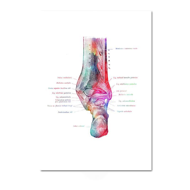 Moderne kleur menselijke anatomie diagram medische skeletstructuur voet poster Nordic canvas educatieve decoratieve schilderkunst aan de muur