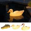 Cigno Galleggiante Solare in Resina Durevole Stampata a Soffio, Statua da Giardino Galleggiante con Luci LED Calde, Impermeabile Decorazione da Esterno per Laghetto, Luci Notturne per Giardino