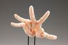 Kotobukiya ARTIST SUPPORT ITEM Hand Model/L -PALE ORANGE- 1/1 Scale Action Figure