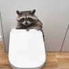 Cartoon Simulation Raccoon Bathroom Toilet Stickers for Beautification and Decoration