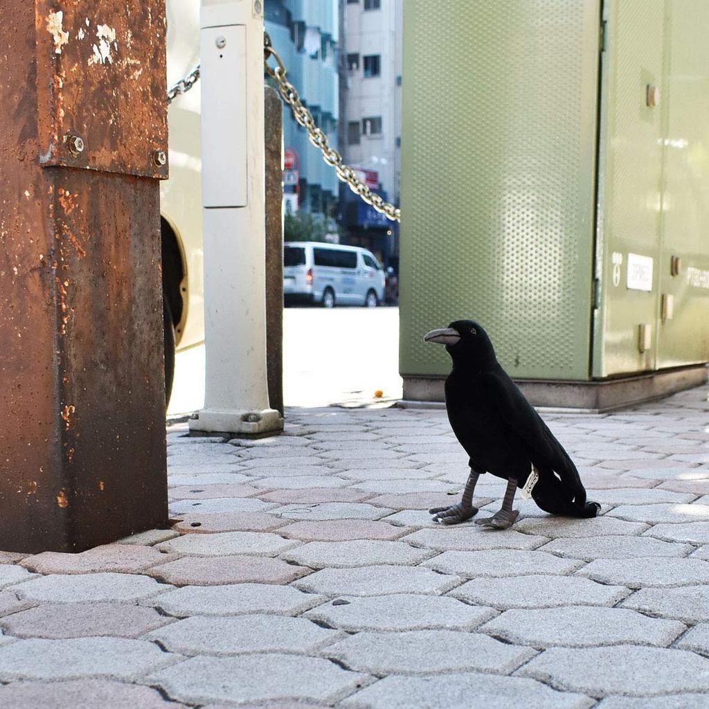 HANSA BH 6266 HANSA Crow 31