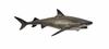 CollectA Tiger Shark Figure 88661