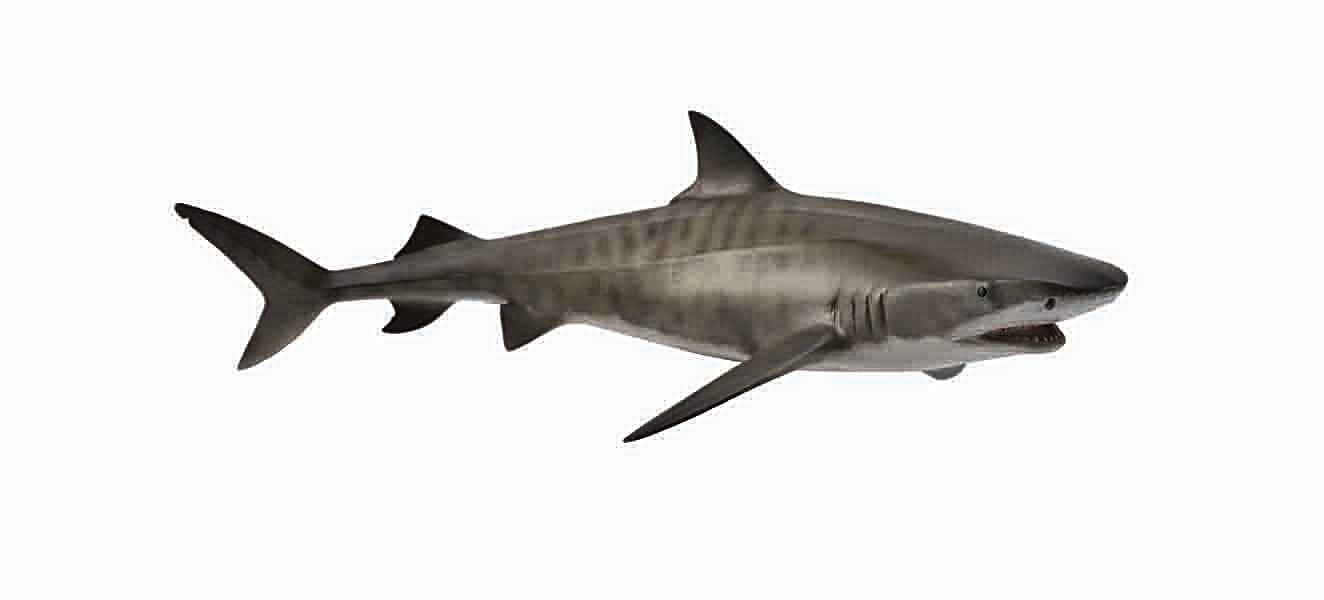 Фигурка Тигровая акула CollectA 88661