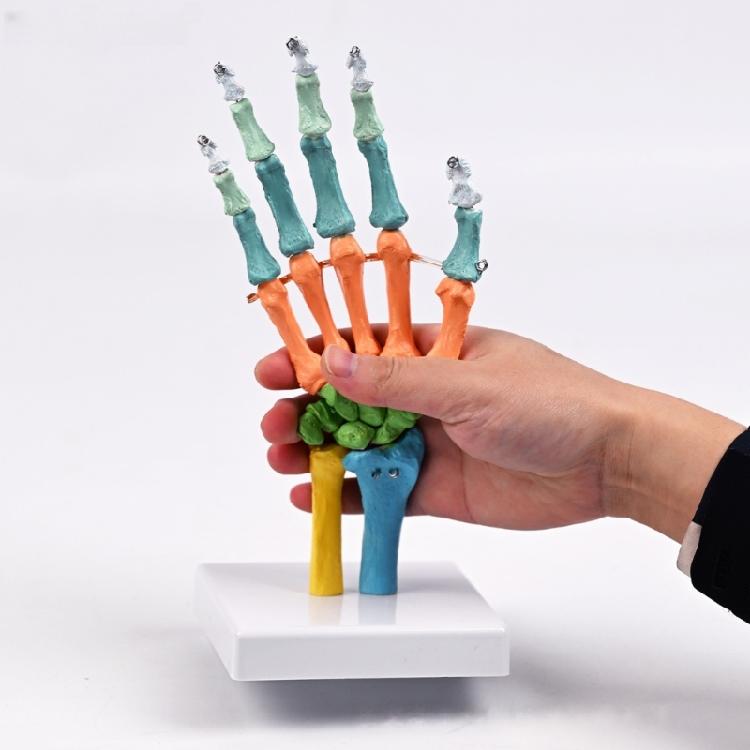 Anatomical Human Hand Bone Model with Movable Joints Color Coded Hand Bone Skeleton Model for Teaching Demonstration