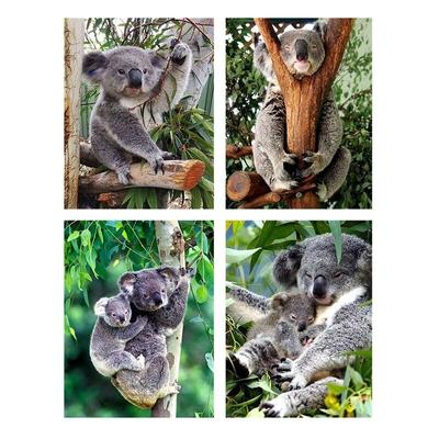 Diamond Painting Koala Full Round Diamond Embroidery Animals Cross Stitch Kit Mosaic Rhinestone Valentines Day Gift