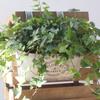 Hanging Flowers Succulents Plant Pots Iron Wall Mounted Indoor Outdoor Garden Decorations Metal Bucket Flowers Basket