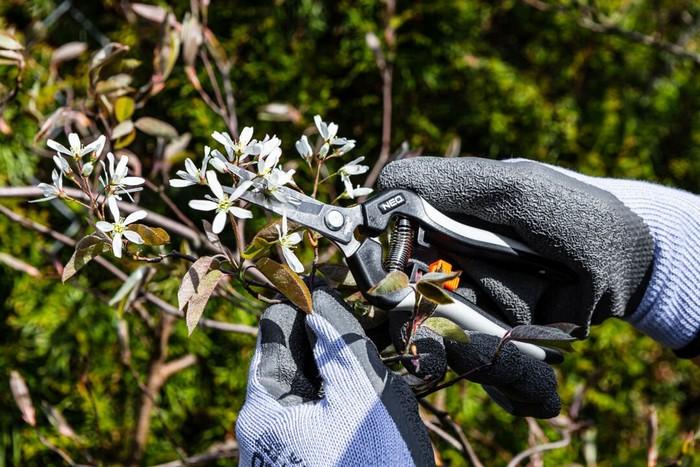 Pruning shears for young shoots 185mm, range up to 6mm. - T N15-207